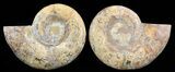 Cut & Polished, Jurassic Ammonite Fossil - Madagascar #51253-1
